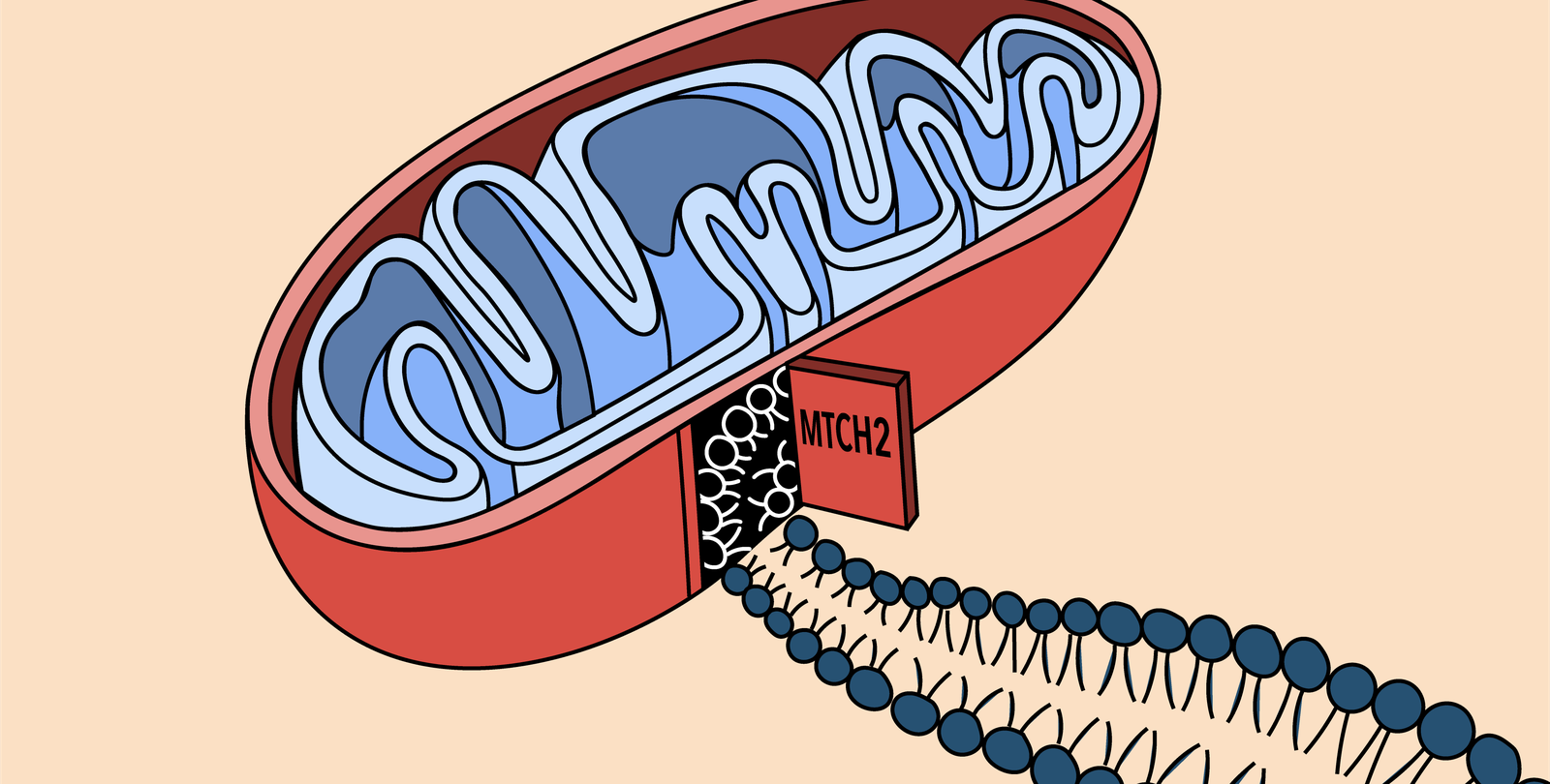 A cartoon drawing of a mitochondrion with proteins trailing from a "doorway" in its side
