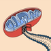 A cartoon drawing of a mitochondrion with proteins trailing from a "doorway" in its side