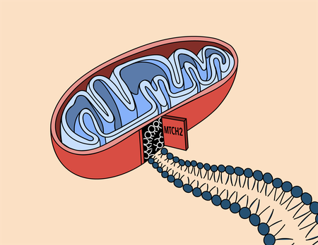 A cartoon drawing of a mitochondrion with proteins trailing from a "doorway" in its side