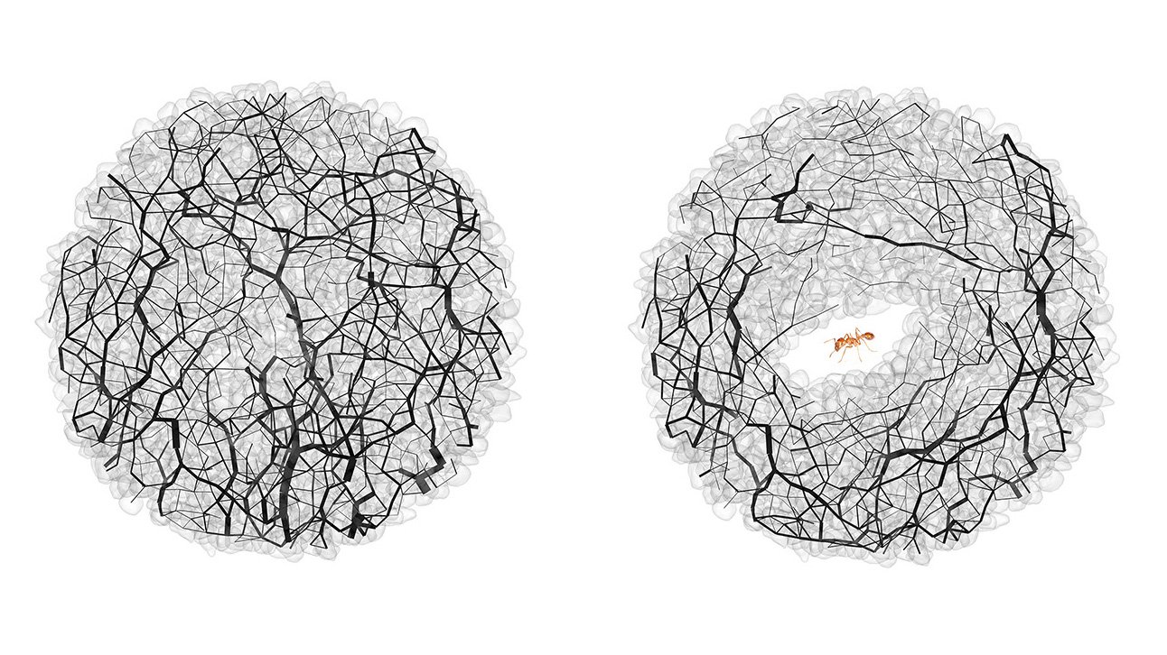 A diagram on the left shows grains of sands with a black web of criss crossing lines. A diagram on the right shows that the lines are now encircling a tunnel dug by an ant.