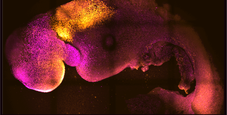 Two comma-shaped embryos with head regions in pink and spinal regions in orange