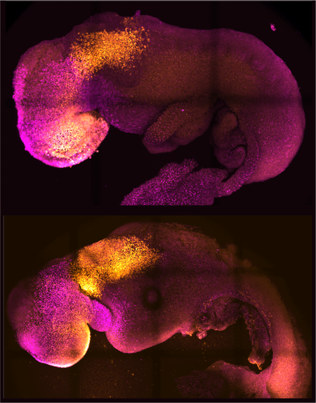 Two comma-shaped embryos with head regions in pink and spinal regions in orange