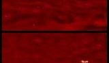 Galileo images of lightning on Jupiter