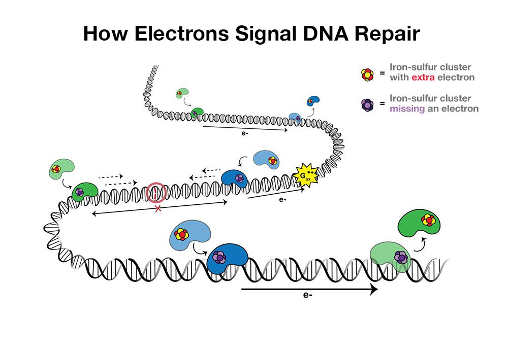 Cartoon of "DNA chart transport"