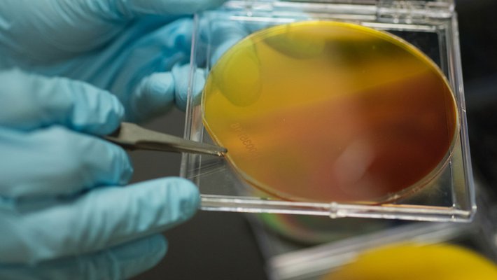 close-up research photo