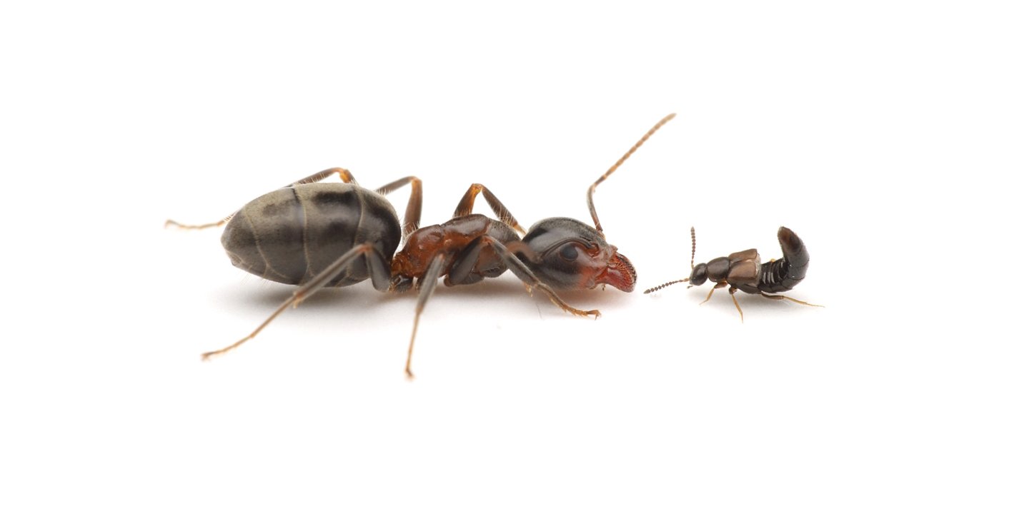 An ant and a rove beetle. The ant is about 5-10 times larger.