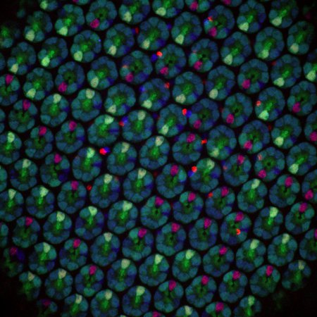 Cells in the Drosophila optical system
