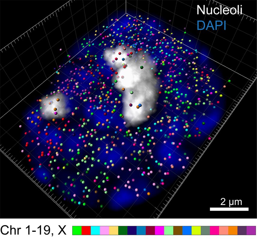 3D reconstruction of transcription sites