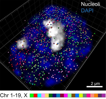 3D reconstruction of transcription sites