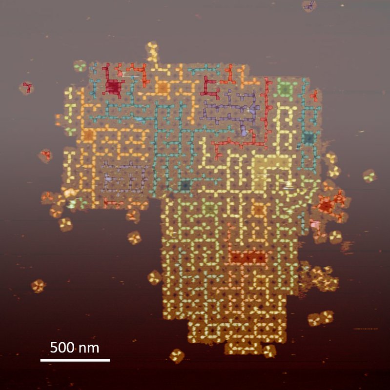 image of self-assembled random tree structures on the surface of DNA tile arrays