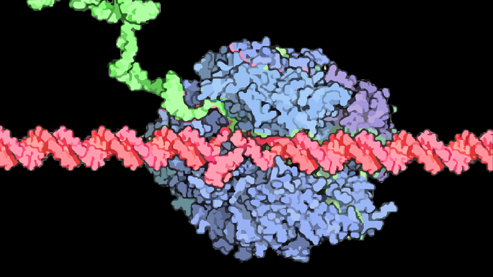 An RNA Polymerase II enzyme (blue blob) reads a strand of DNA (red string) and makes an RNA copy of it (green string).