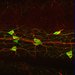 A side view of the lamprey gut, showing many large serotonergic neurons (green) sitting on the side of the gut. 
