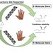 Individual molecular sieves 