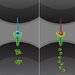 Artist's concept of a cell expressing the Delta1 ligand (left) and a cell expressing the Delta4 ligand (right). While these two ligands activate cellular receptors in the same way, they do so in different patterns over time.