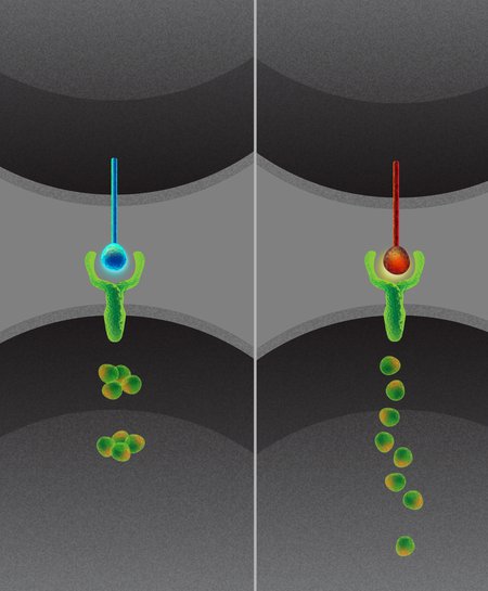 Artist's concept of a cell expressing the Delta1 ligand (left) and a cell expressing the Delta4 ligand (right). While these two ligands activate cellular receptors in the same way, they do so in different patterns over time.
