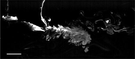 Plume
