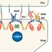 Pre-phosphorylation