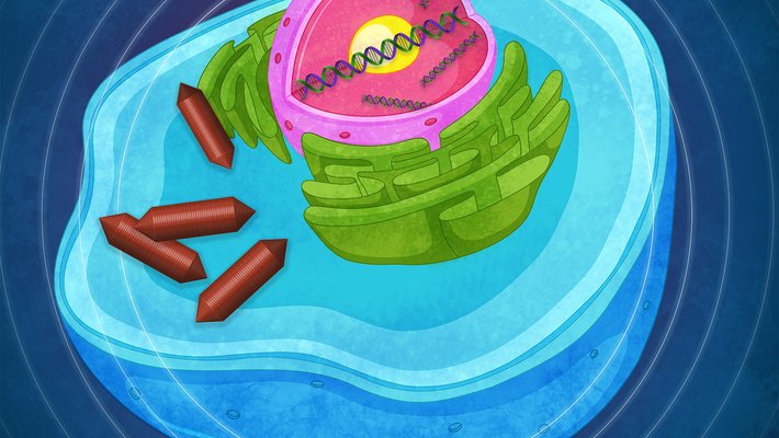 An artist's representation of a cell with gas-filled vesicles inside.
