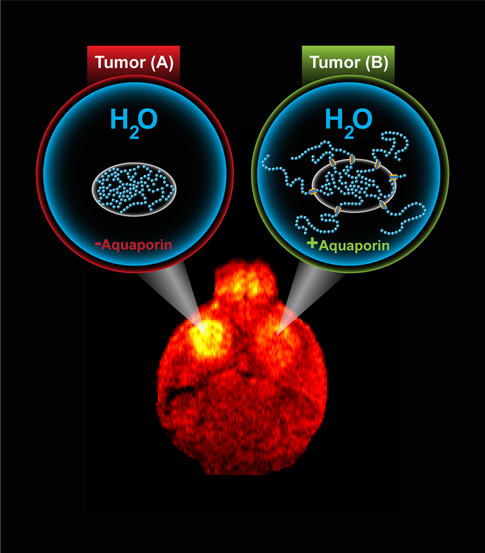 An illustration of aquaporin's effect on cells.