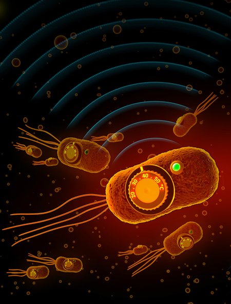 graphic showing temperature regulation of bacteria