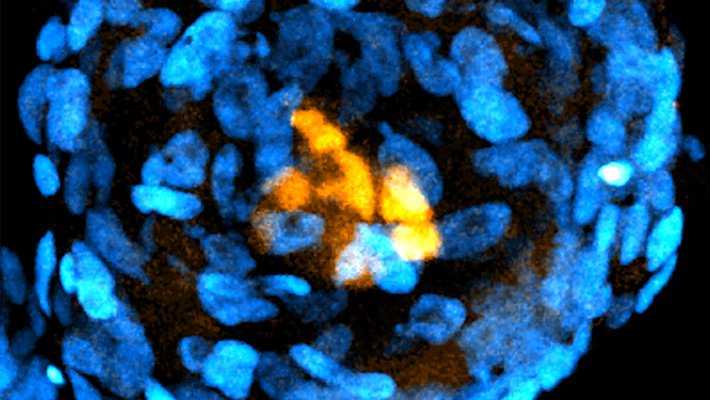A spherical structure composed of blue oval-shaped cells, with a center of yellow cells
