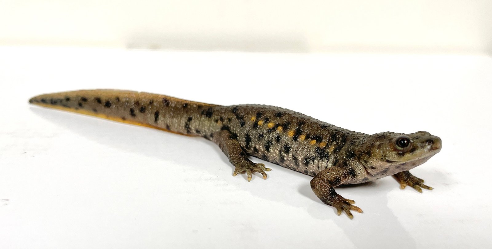 A small brown salamander
