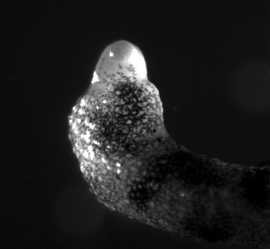 An oval shape protruding from a bumpy surface