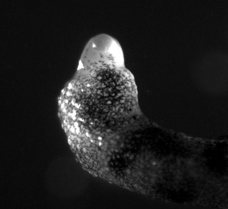 An oval shape protruding from a bumpy surface