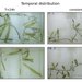 Four images of thin green plants
