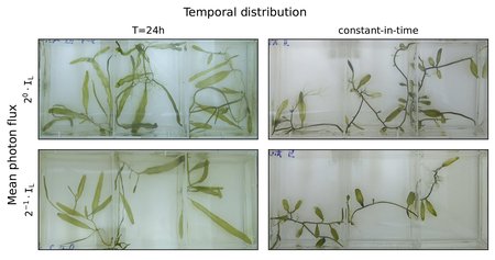 Four images of thin green plants