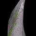 A triangle shaped scale withe green and magenta dots distributed throughout.