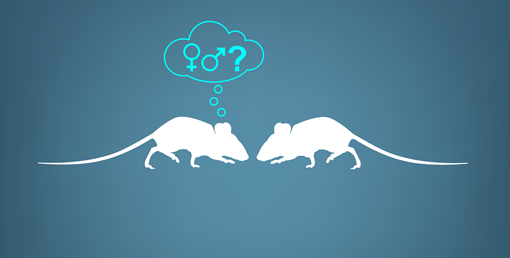 Illustration of two mice interacting