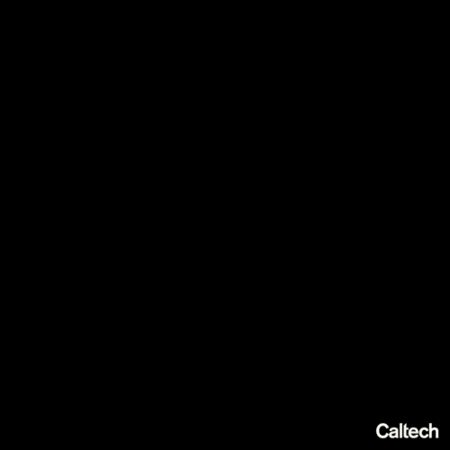 Different colored cells proliferate to make groups of different colored cells