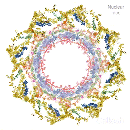 A computer-generated animation of a donut-shaped object composed of proteins. The object expands and contracts, and rotates to show both sides.