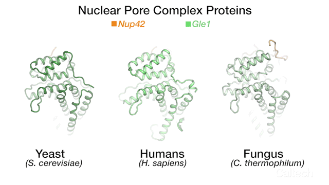Protein animation