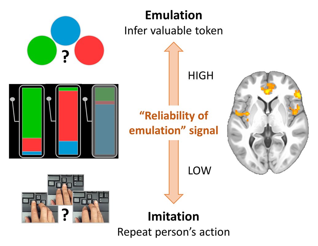 A diagram showing how the brain chooses between two observational-learning strategies.