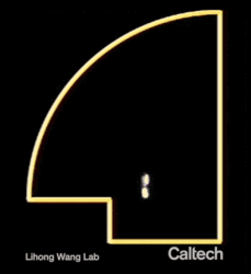 An animated gif showing a cross section of a chaotic optical cavity. The cavity is shaped like half of a mushroom. Two colored dots, one yellow and one lavender bounce around its interior, their paths diverging more and more with every bounce.