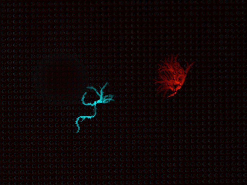 Two worms' movement colored in blue and red