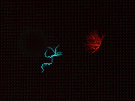 Two worms' movement colored in blue and red