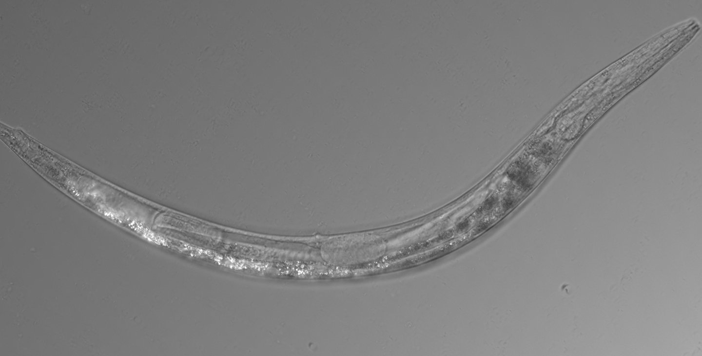 An image of a worm