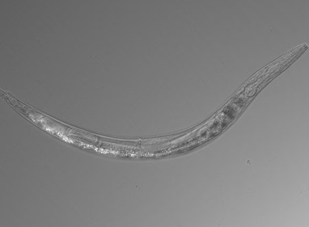 An image of a worm