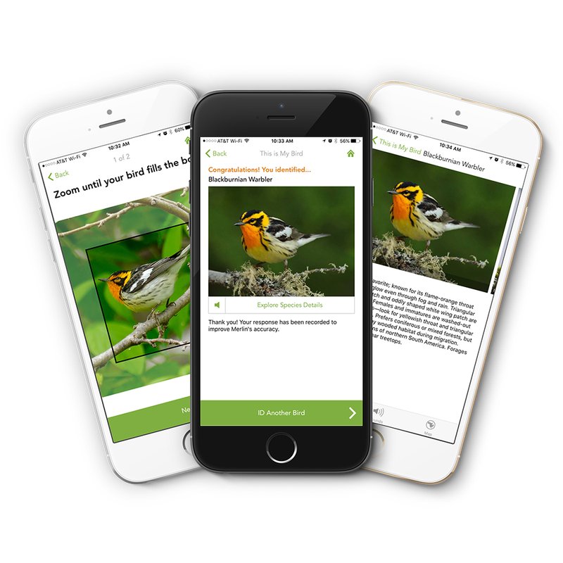Bird ID