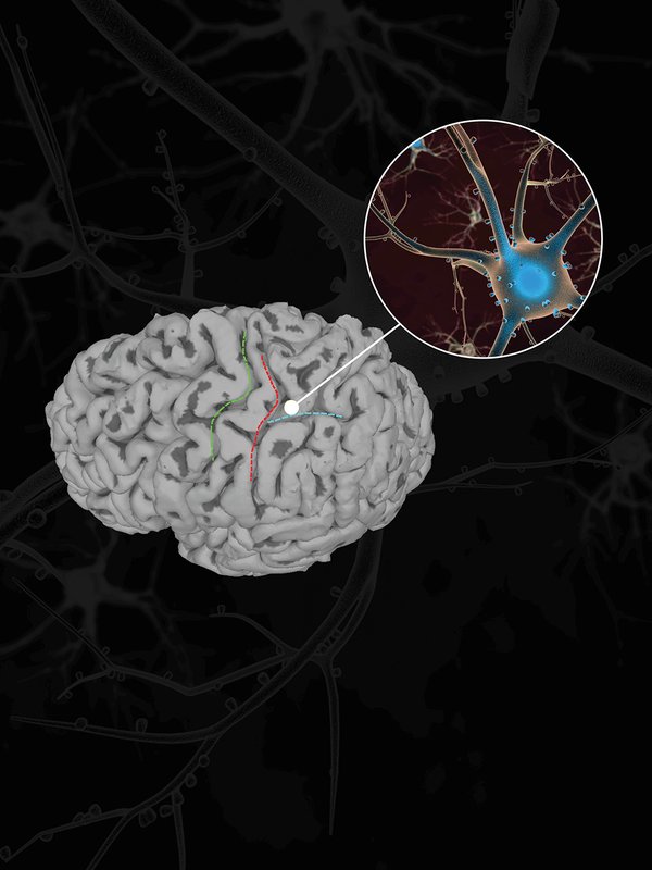 a diagram of a brain