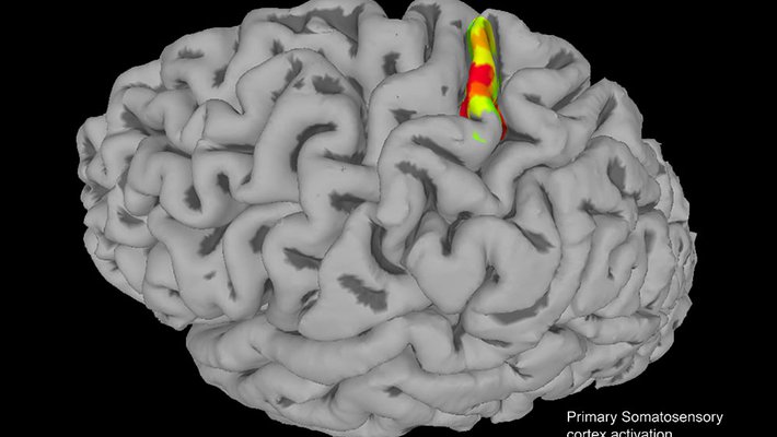 fMRI of a brain