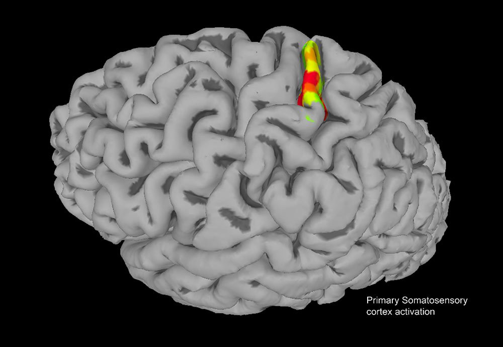 fMRI of a brain