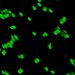 Particles in the small intestinal fluid of mice