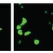 Comparison of long and short fiber in mice small intestine