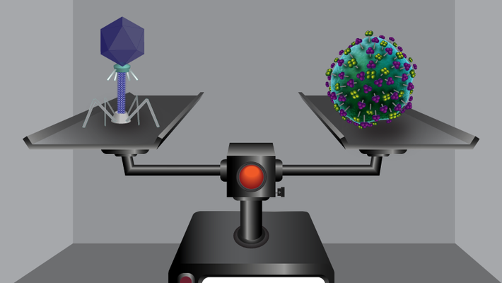 Two viruses on a scale