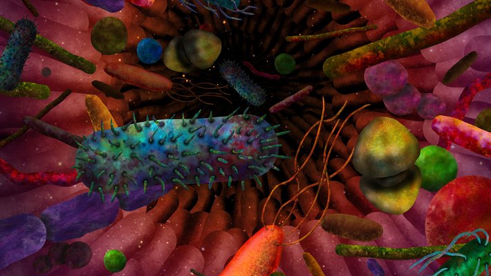 Artist's depiction of bacteria in the gut.