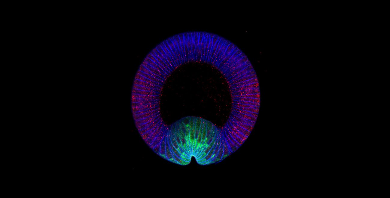 A cross section of a fruit fly embryo